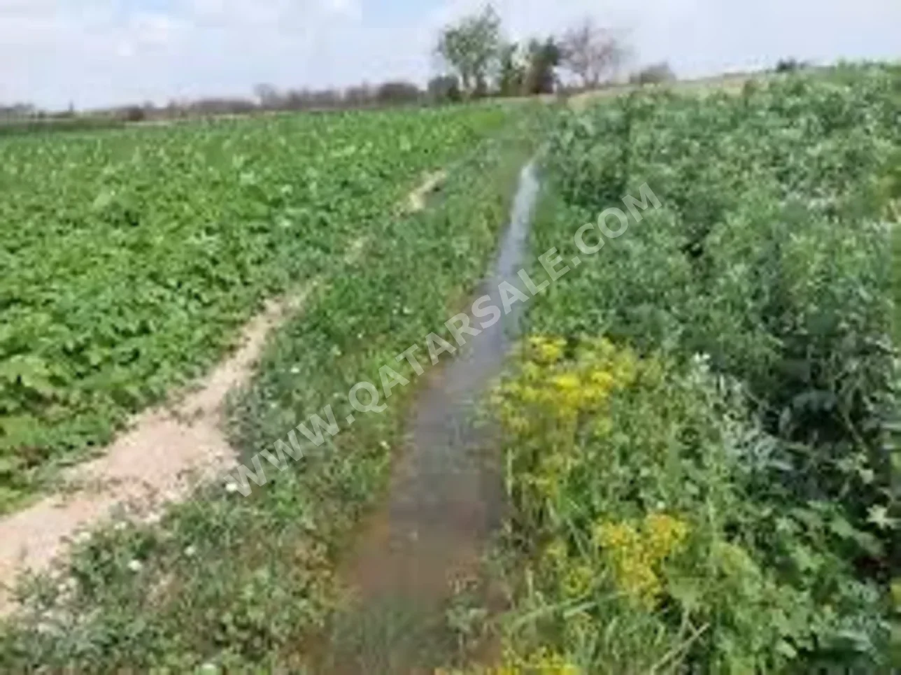 اراضي للبيع في أم صلال  – أبو ثيلة  -المساحة 7,000 متر مربع